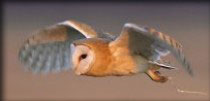 Barn Owl over North Lincolnshire fields