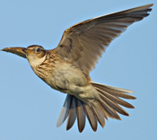 larkrises holidays camping - local attractions - Bird Watching - picture of a lark